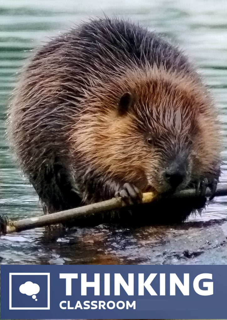 Beavers in London: Thinking Classroom version