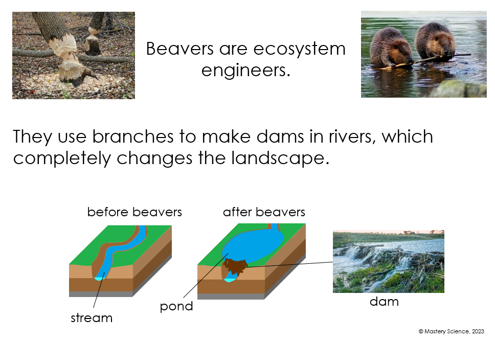 Beavers in London: Thinking Classroom version