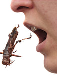 Eat Insects now!